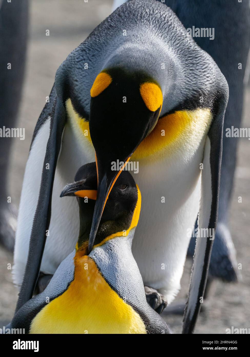 King Penguin, Appenodytes patagonicus, in una grande colonia a Gold Harbor South Georgia Island Foto Stock