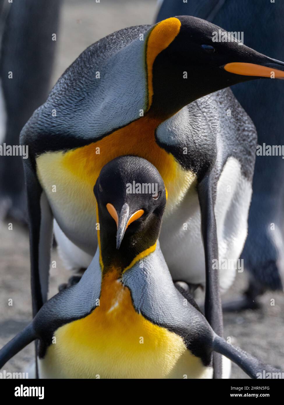 King Penguin, Appenodytes patagonicus, in una grande colonia a Gold Harbor South Georgia Island Foto Stock