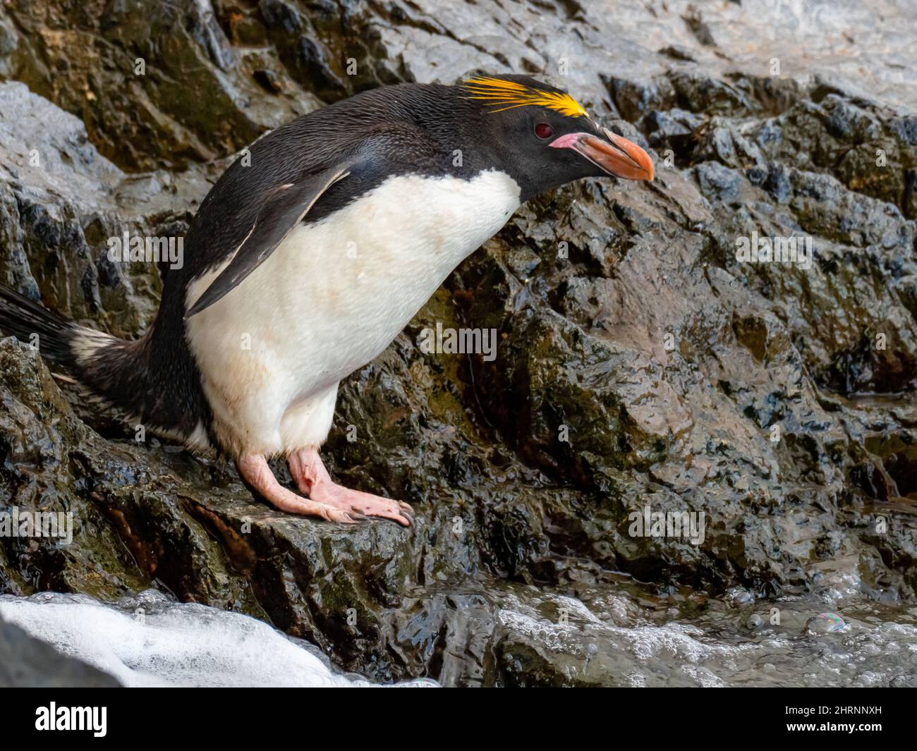 Pinguino macaroni, Eudyptes Crisolophus, sull'isola della Georgia del Sud Foto Stock