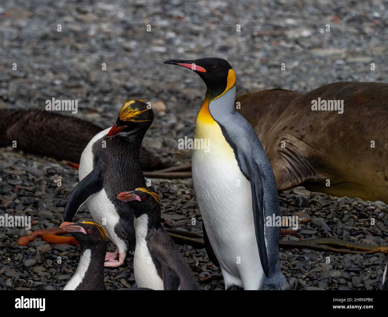 Pinguino macaroni, Eudyptes Crisolophus, con pinguino re sull'Isola della Georgia del Sud Foto Stock