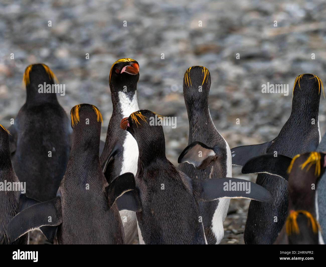 Pinguino macaroni, Eudyptes Crisolophus, sull'isola della Georgia del Sud Foto Stock
