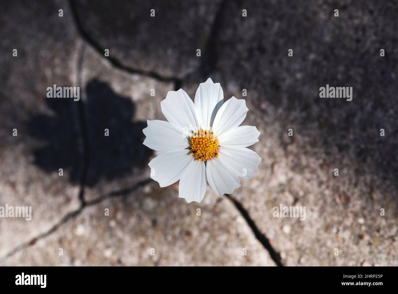 Fiore che cresce in pietra crack, luce e ombra - pace, speranza, vita, concetto di resilienza Foto Stock