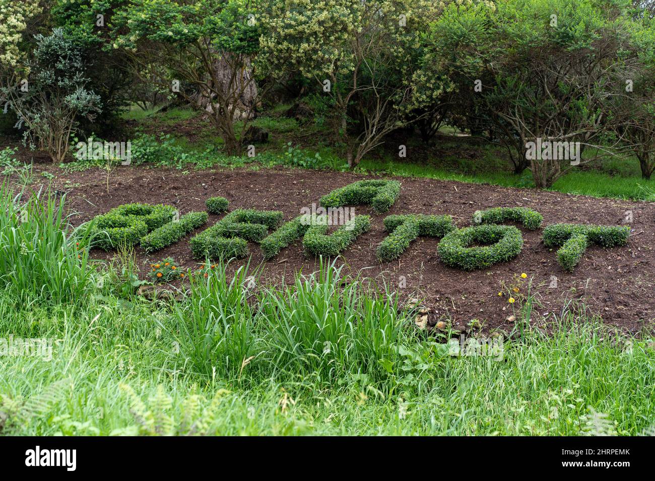 Scritte con erba nella foresta significa vederti presto in francese Foto Stock