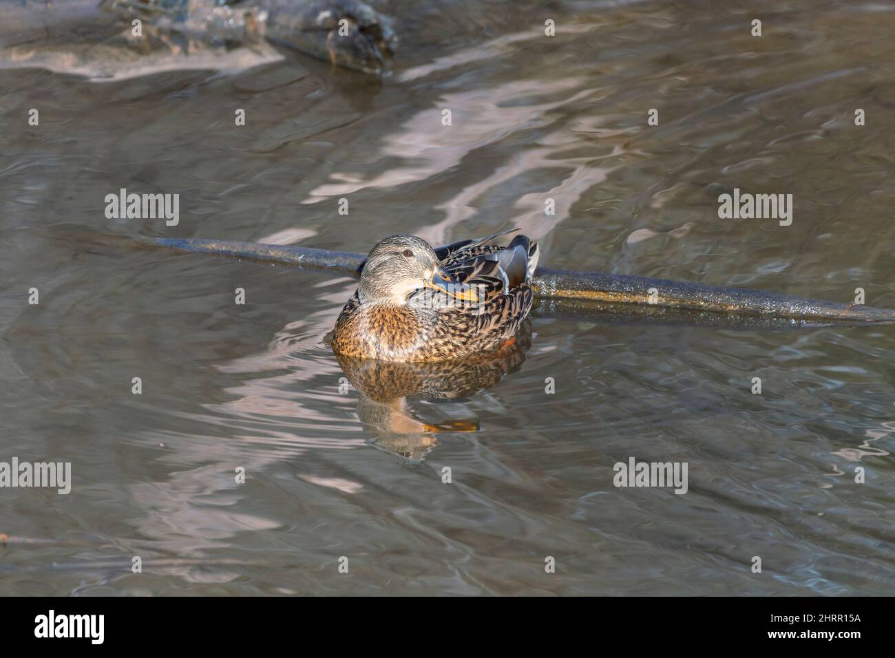 Femmina Mallard (Anas platyrhynchos) nuoto nel Chesapeake e Ohio Canal National Historical Park. Maryland. USA Foto Stock