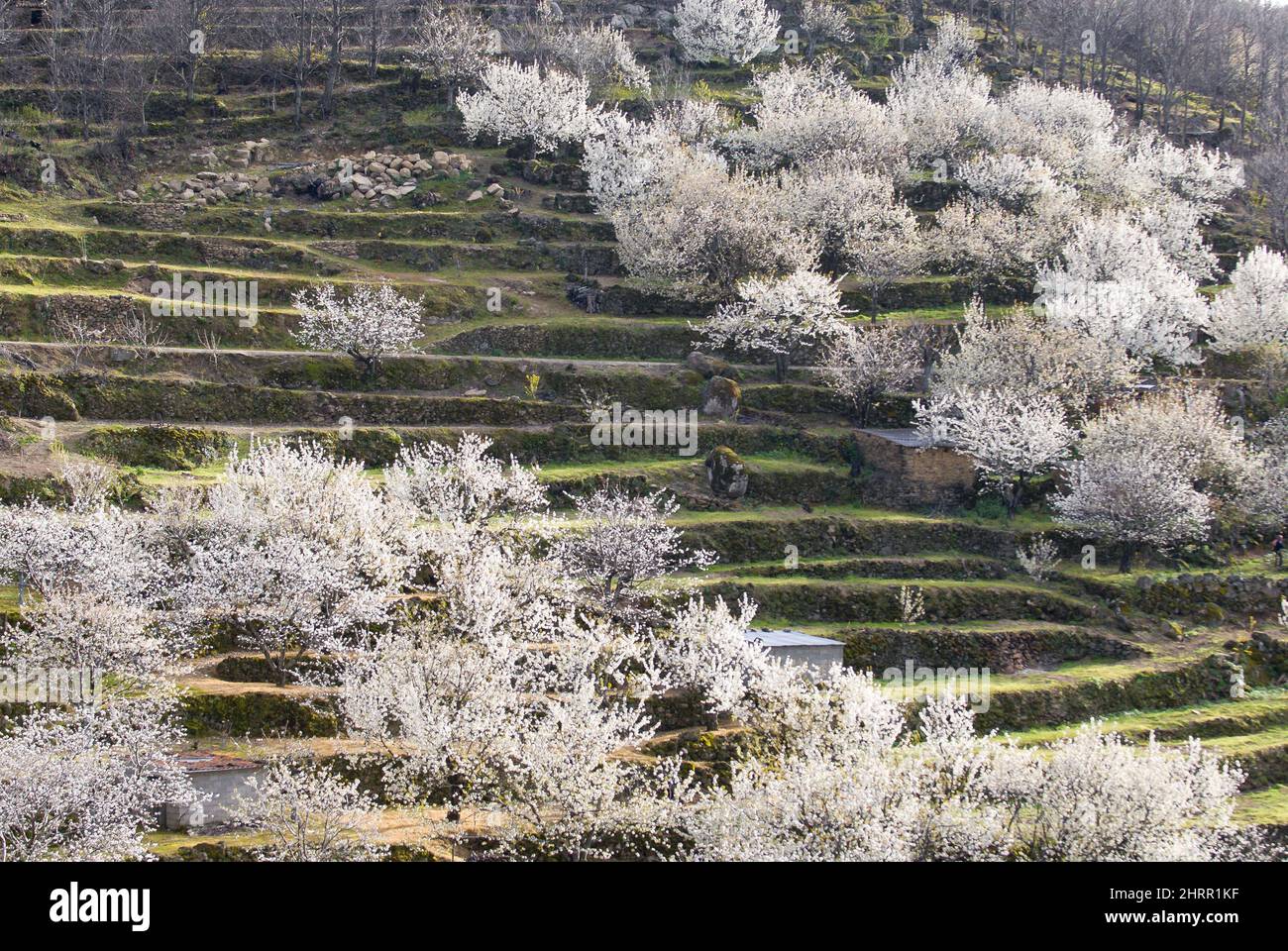 Vista dei ciliegi in fiore in Valle del Jerte, Estremadura, Spagna Foto Stock