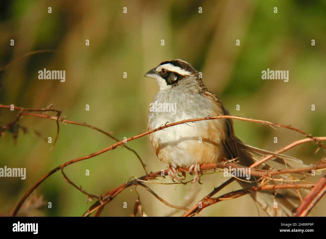 Un Sparrow con testa a Stripe, Peucaea ruficauda, arroccato in un arbusto Foto Stock