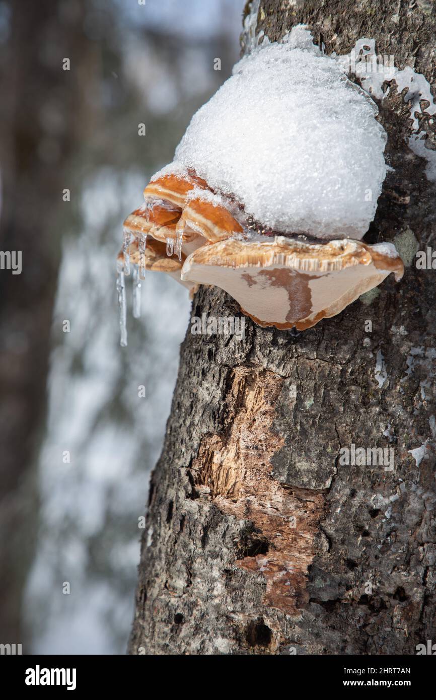 Fungo su un tronco di albero coperto di neve Foto Stock