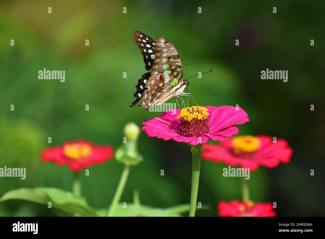 Una farfalla di Jay a coda arroccata sul fiore di Zinnia con ali svolazzanti. Graphium agamemnon. Foto Stock