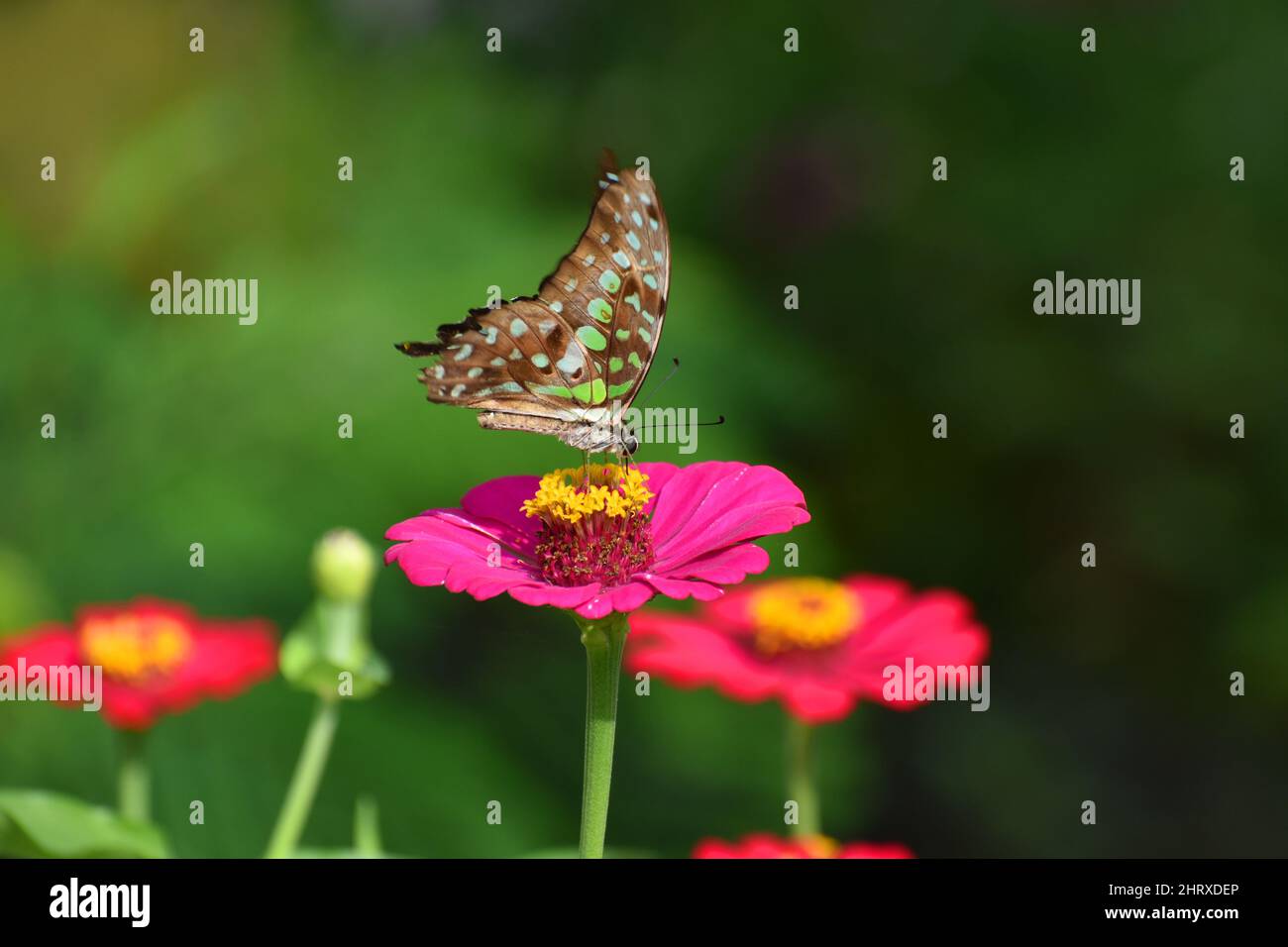 Una farfalla di Jay a coda arroccata sul fiore di Zinnia con ali svolazzanti. Graphium agamemnon. Foto Stock