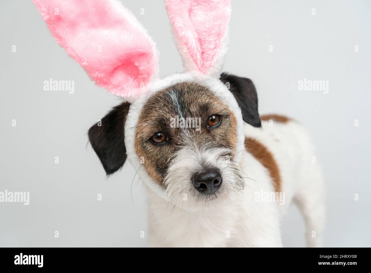 Primo piano Jack Russell terrier cane in coniglietto orecchie su sfondo bianco. Pasqua è una vacanza cattolica tradizionale. Foto Stock