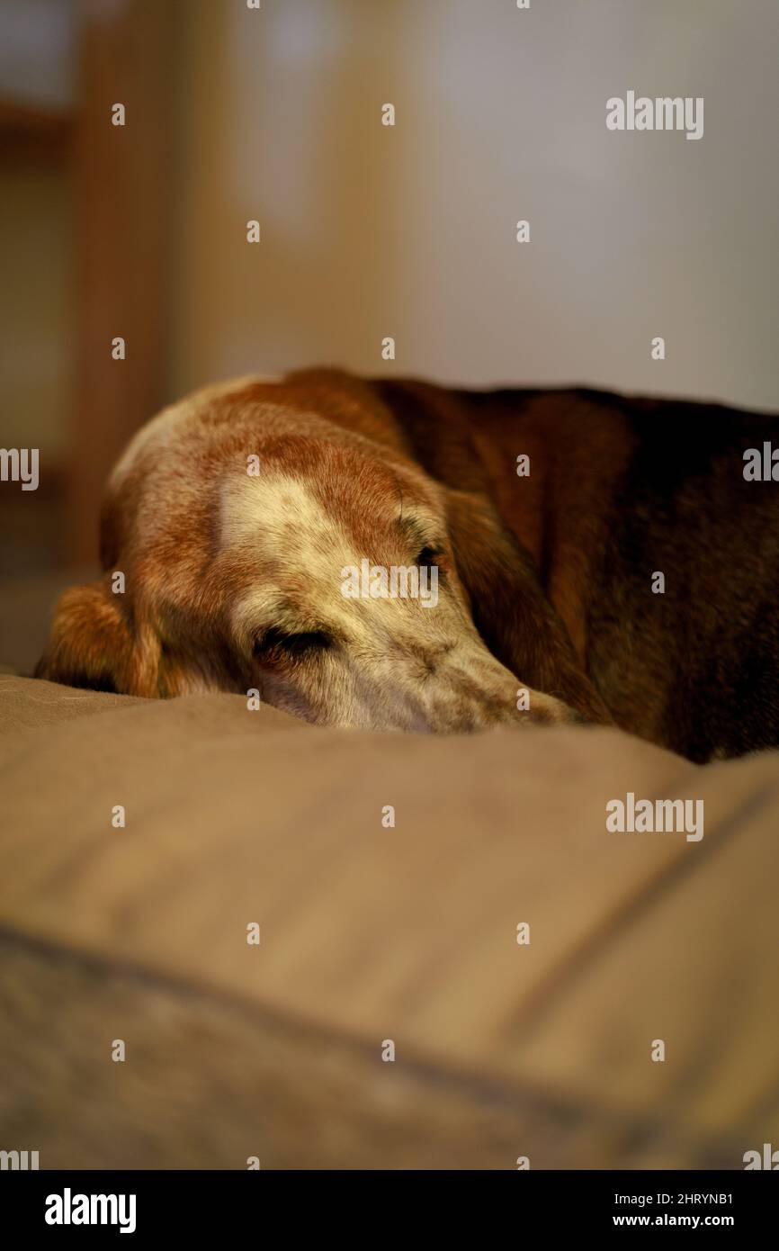 Scatto verticale di un Basset Hound che dorme su un divano con uno sfondo sfocato Foto Stock