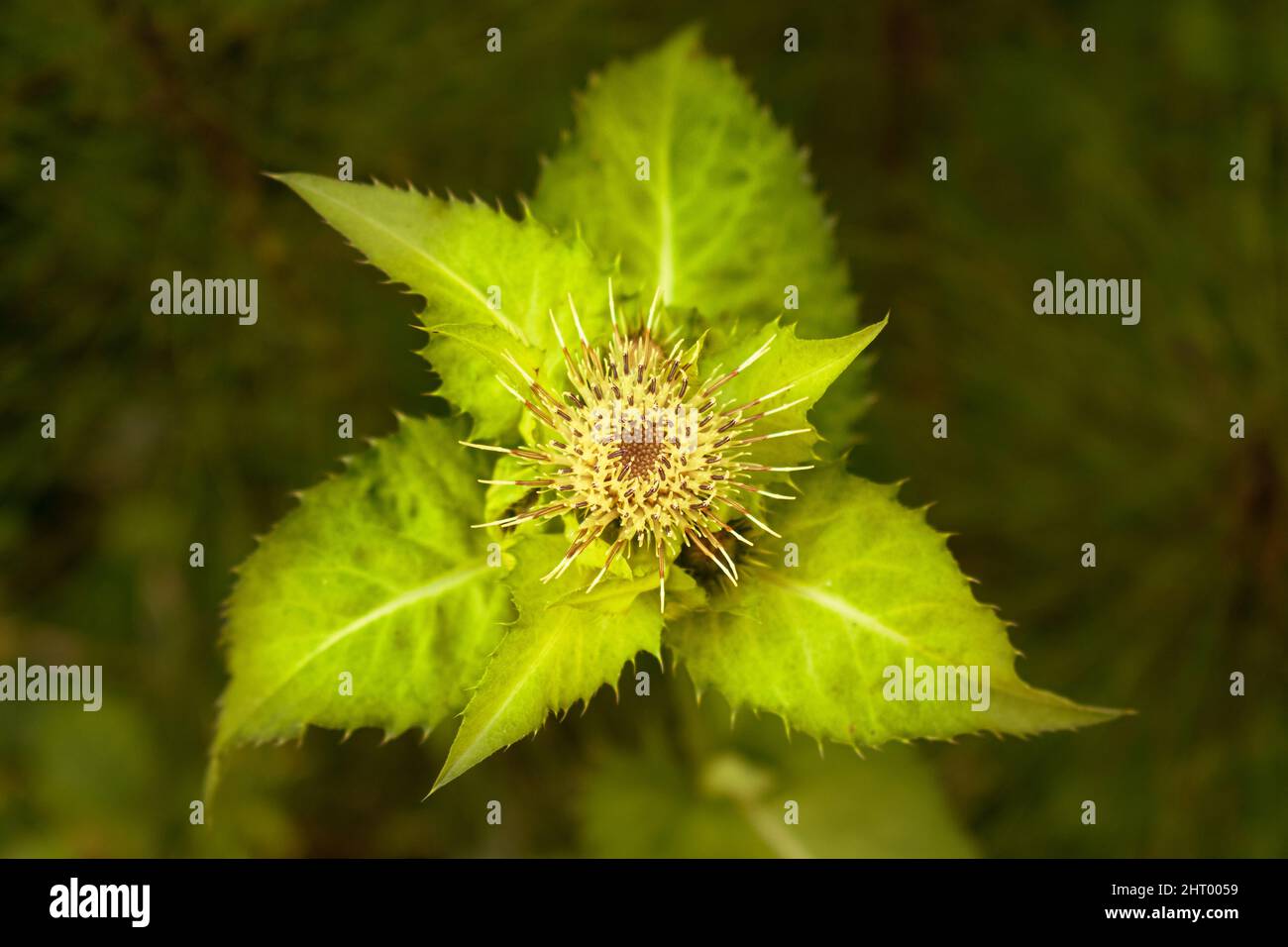 Primo piano di piante di montagna con foglie spugnose e fiori Foto Stock