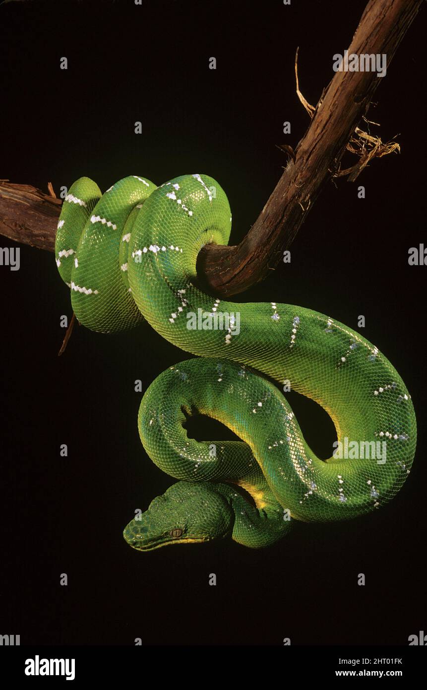 Boa di alberi di smeraldo (Corallus caninus), come tutti i boa, rondine preda intero, testa prima. Bacino amazzonico, Brasile Foto Stock