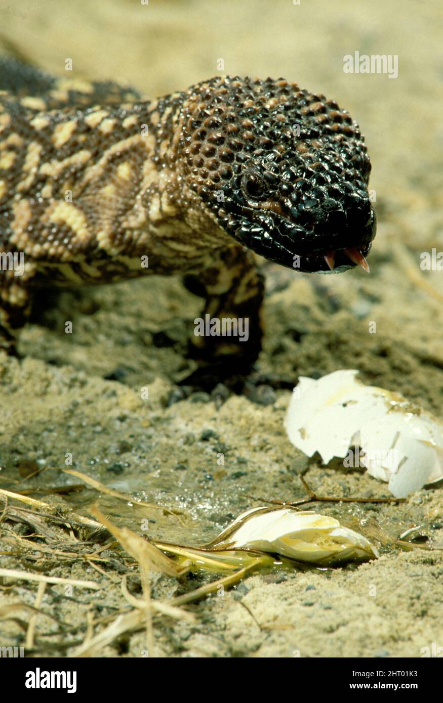 Lucertola con perline (Heloderma horridum), mangiare uova di uccello. Messico occidentale Foto Stock