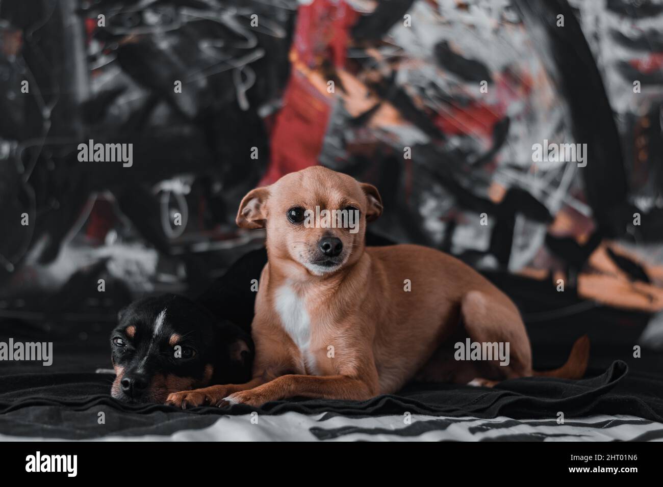 Primo piano di due carini cani Chihuahua che si trovano sul pavimento e guardano via Foto Stock