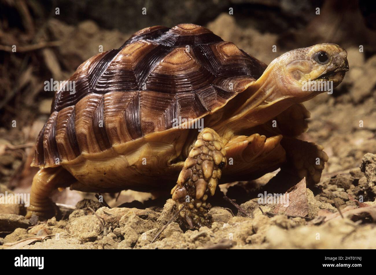 Tartaruga africana spurred (Centrochelys sulcata), specie vulnerabili. Cresce a 83 cm (oltre 2’6) e 105 kg (circa 240 lb) ed è il terzo lar del mondo Foto Stock