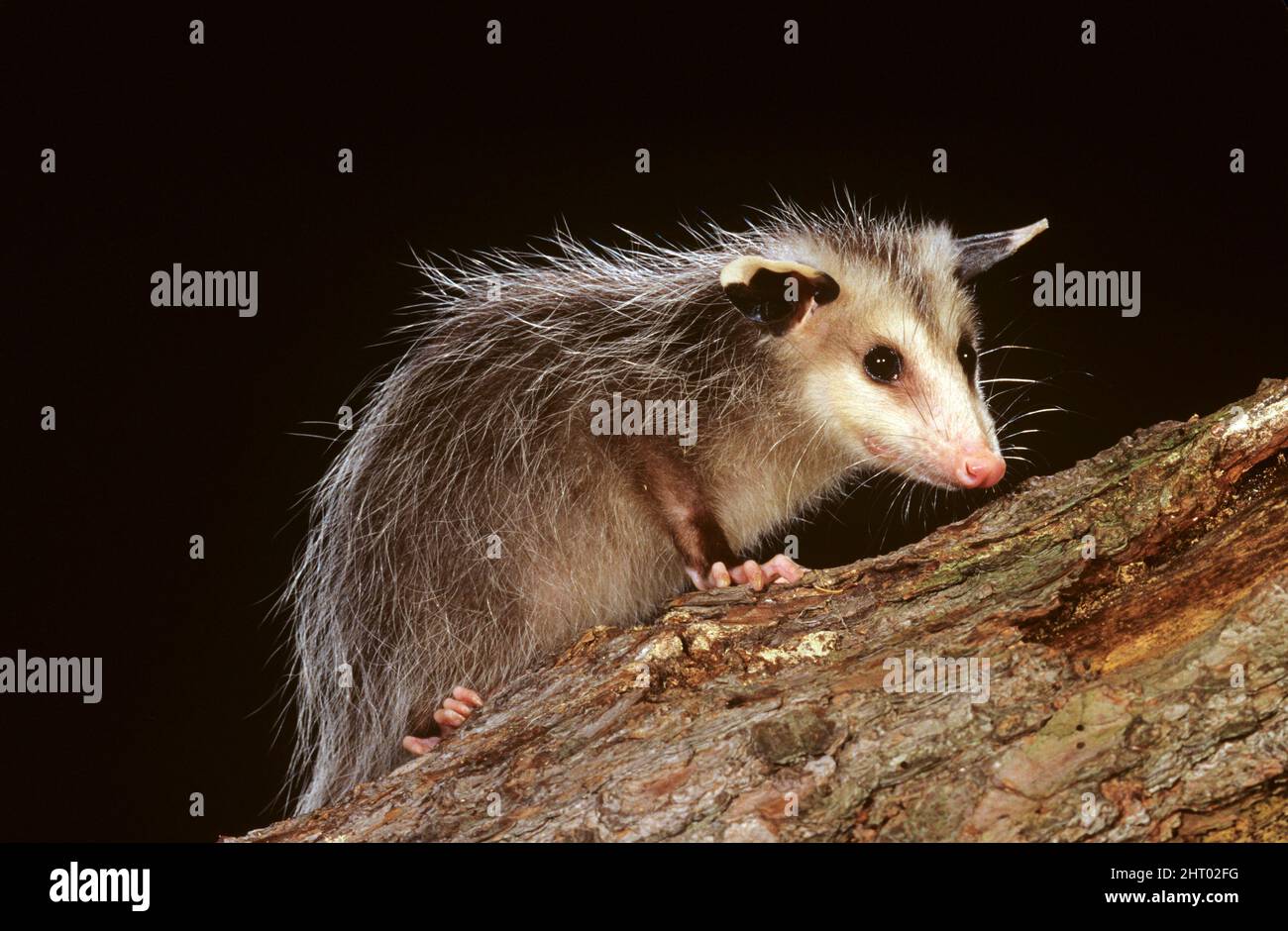 Virginia opossum Didelphis virginiana giovanile Stati Uniti orientali Foto Stock