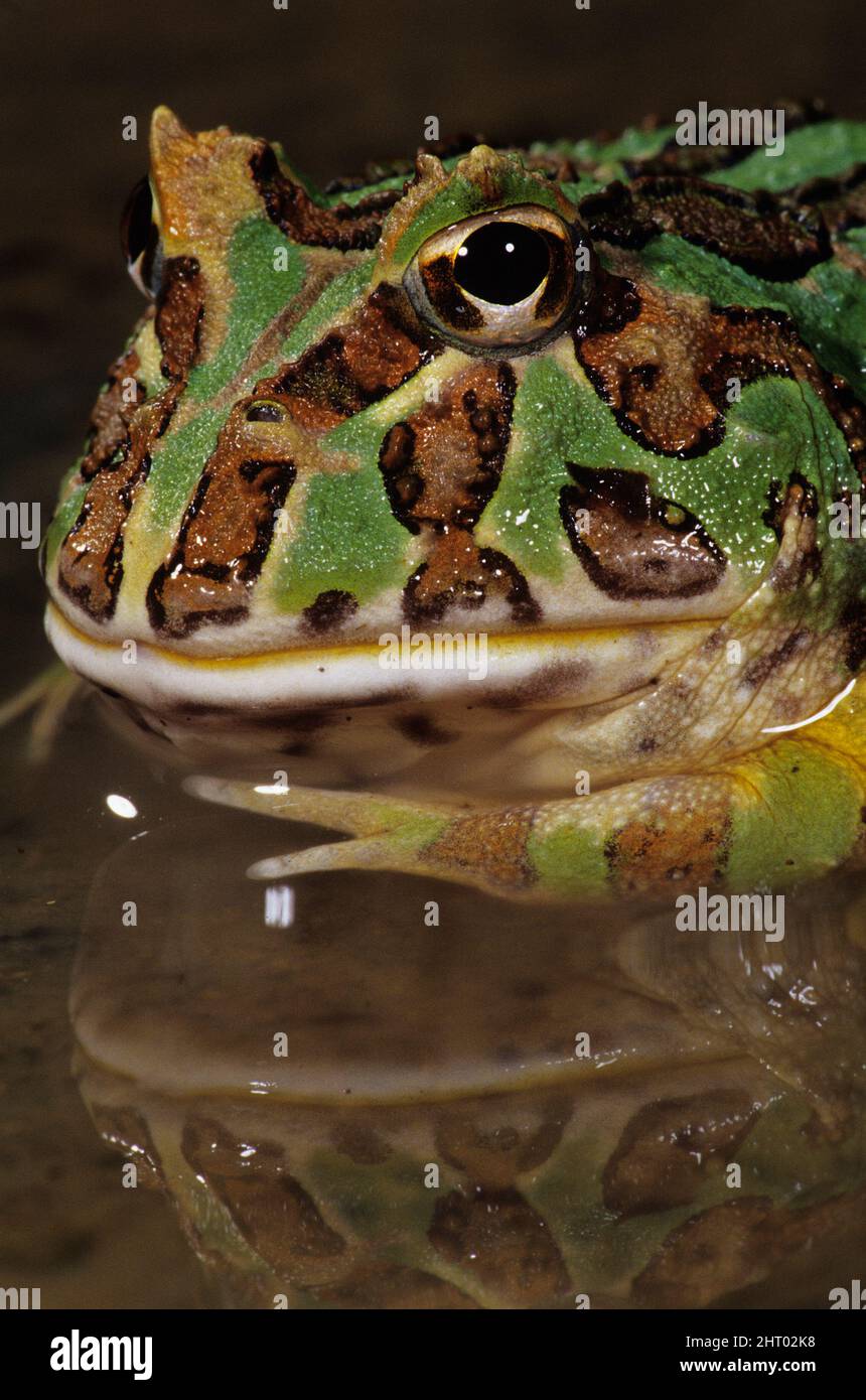 Rana argentina cornea (Ceratophrys ornata), un mangiatore così vorace che cercherà di inghiottire qualsiasi cosa a portata di mano, anche se soffocerebbe in fare Foto Stock