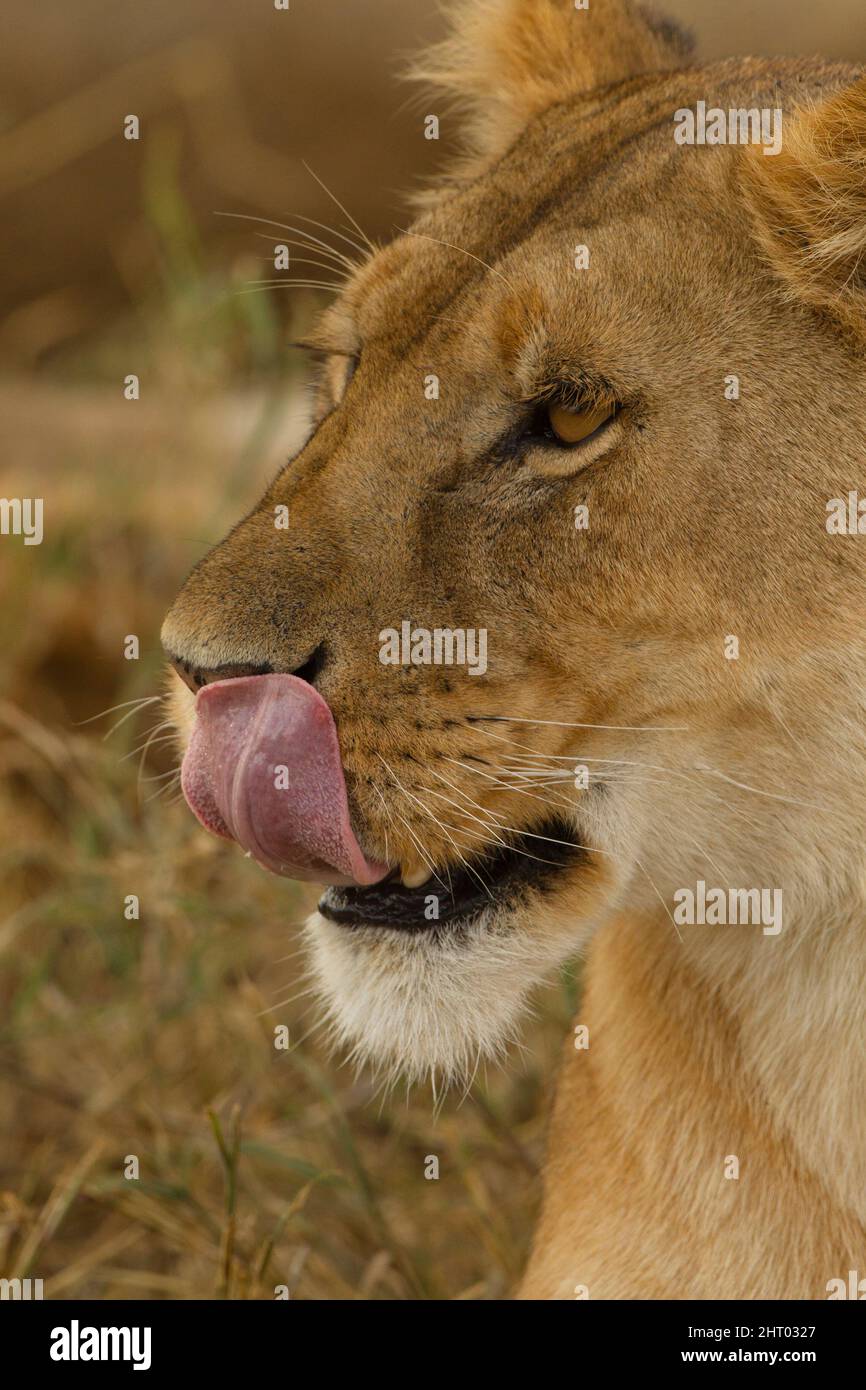 Leone africano (Panthera leo), ritratto di femmina che lecca il naso. Ngorongoro Conservation Area, Tanzania Foto Stock