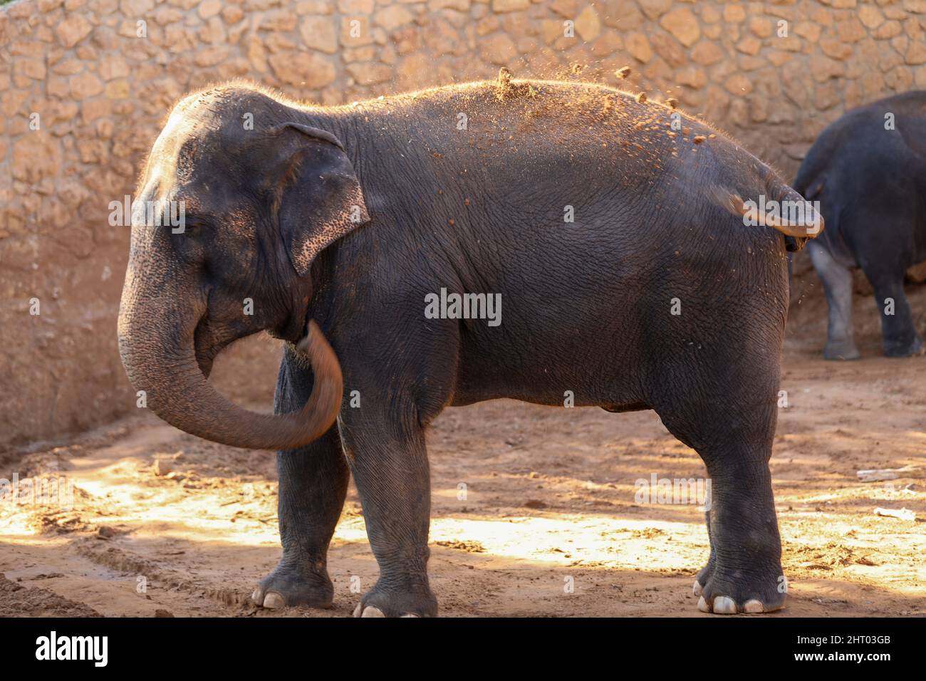Elephant, African Wildlife background from Africa il Gigante reale del Regno animale. Una specie minacciata di estinzione che lascia un'impressione massiccia. Foto Stock