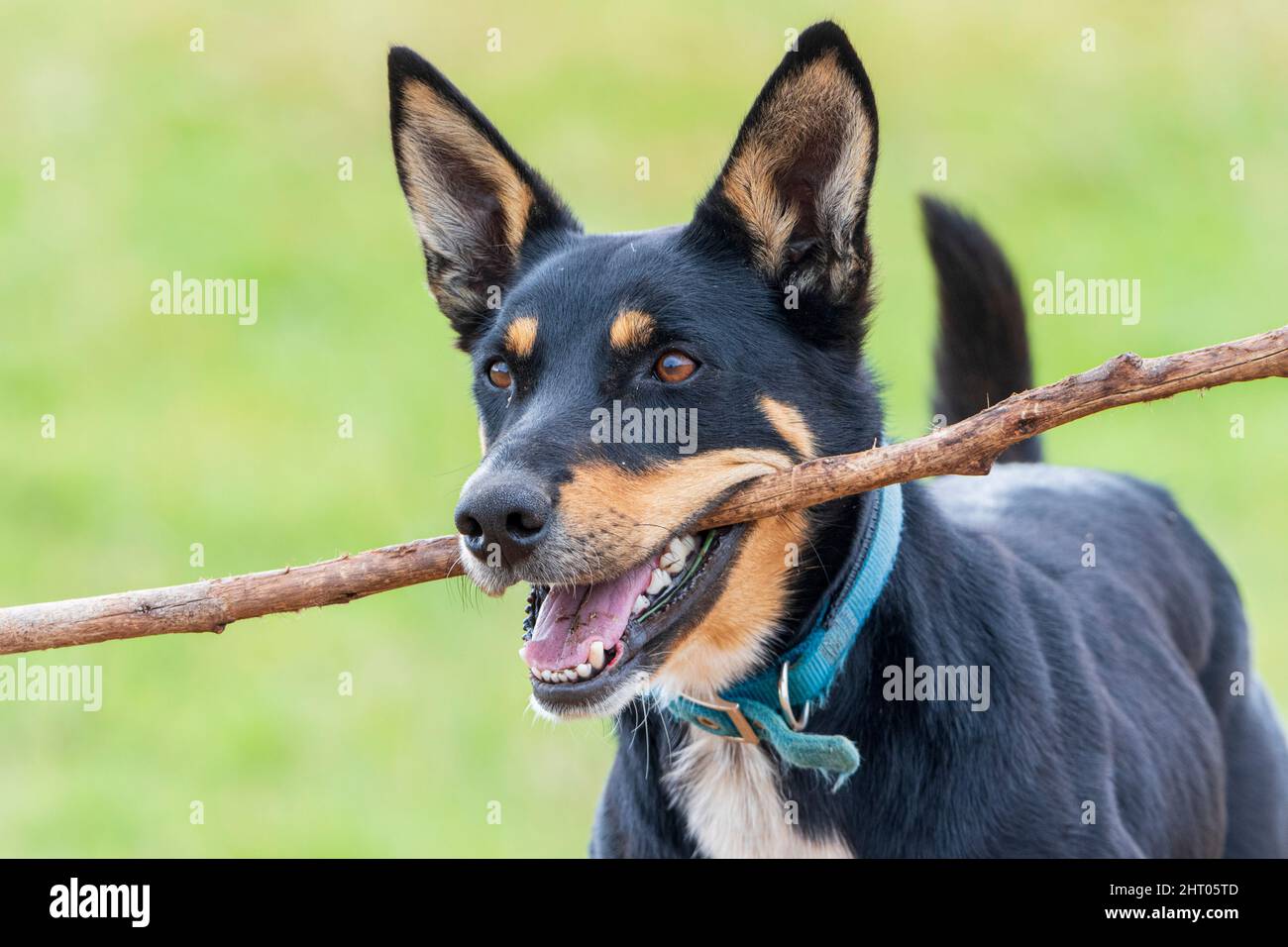 Ritratto di un Kelpie australiano che tiene un bastone in bocca Foto Stock