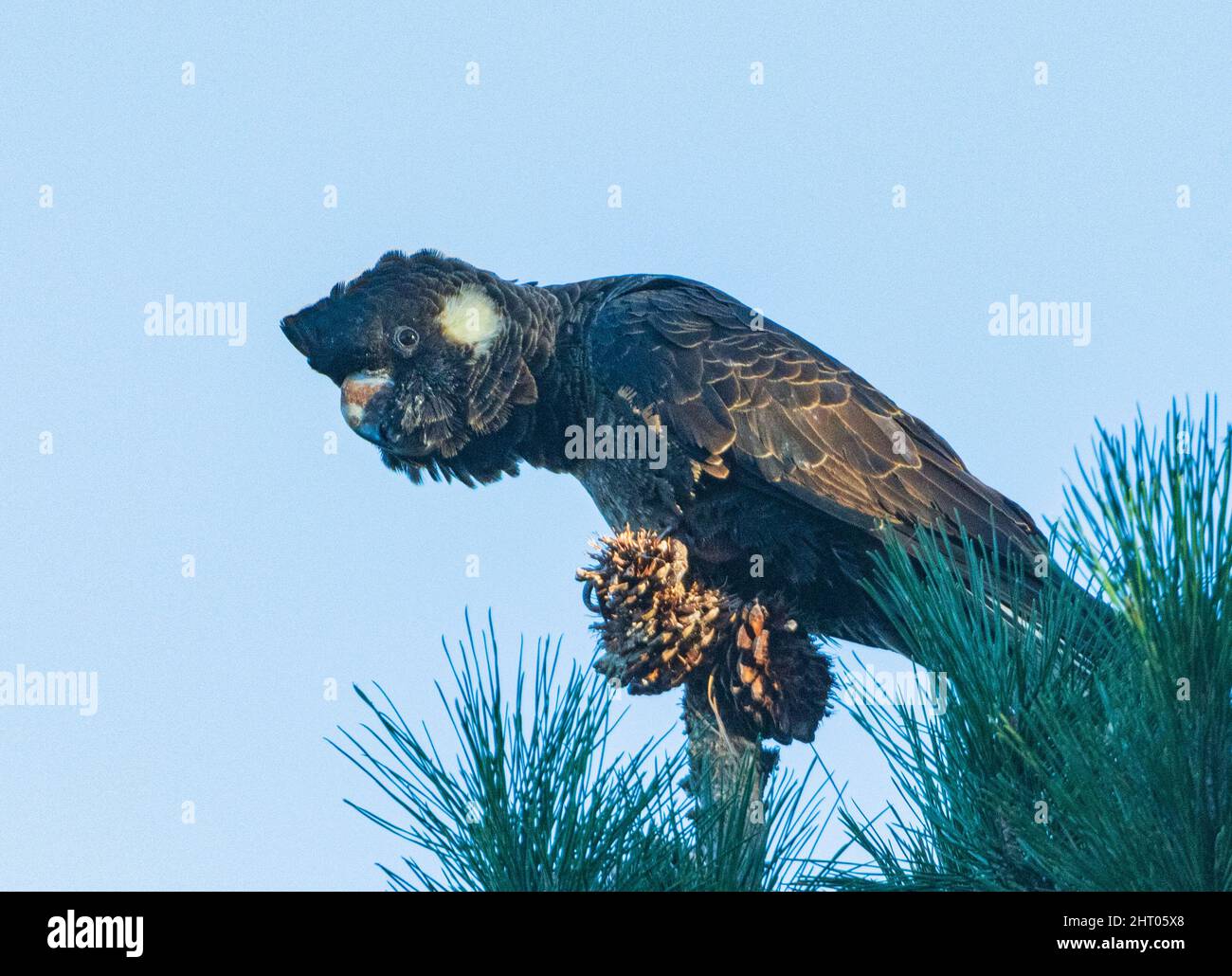 Primo piano di un Baudin's Black Cockatoo in via di estinzione (Calyptorhynchus baudinii) che si nutrono di coni di pino, Albany, Australia Occidentale, WA, Australia Foto Stock