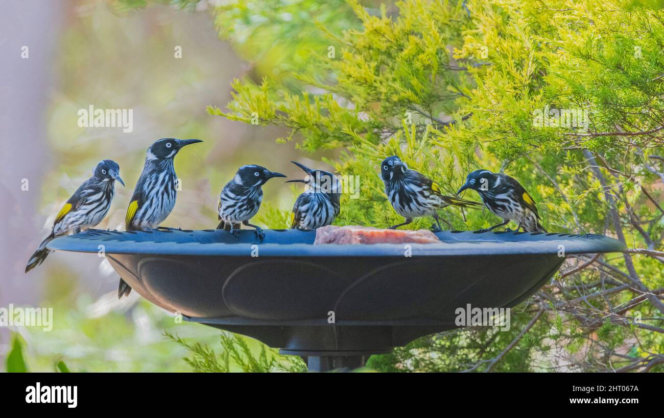 New Holland Honeyeaters (Phylidonyris novaehollandiae) arroccato su un bagno di uccelli, Australia Occidentale, WA, Australia Foto Stock