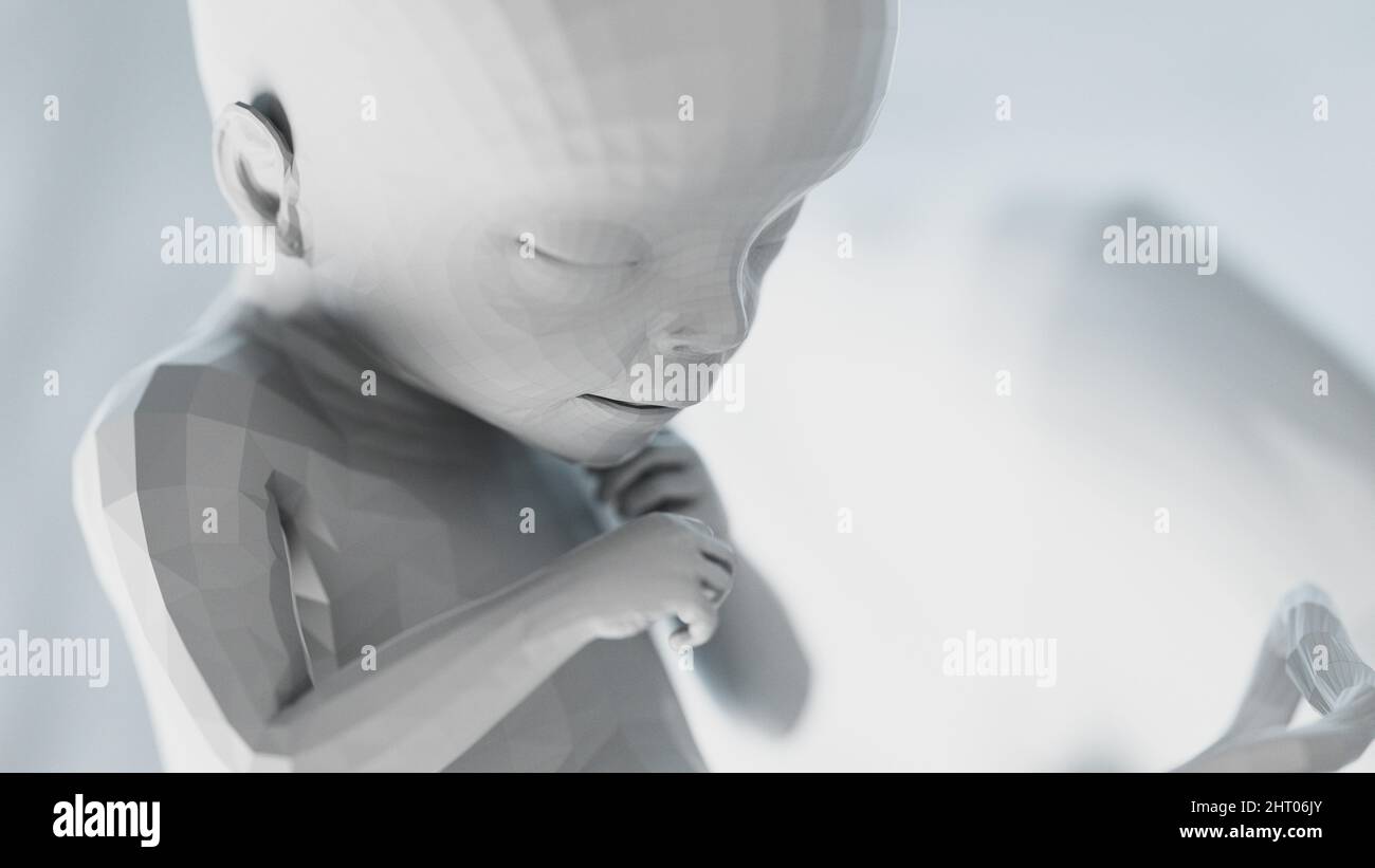 Feto umano alla settimana 18, illustrazione Foto Stock
