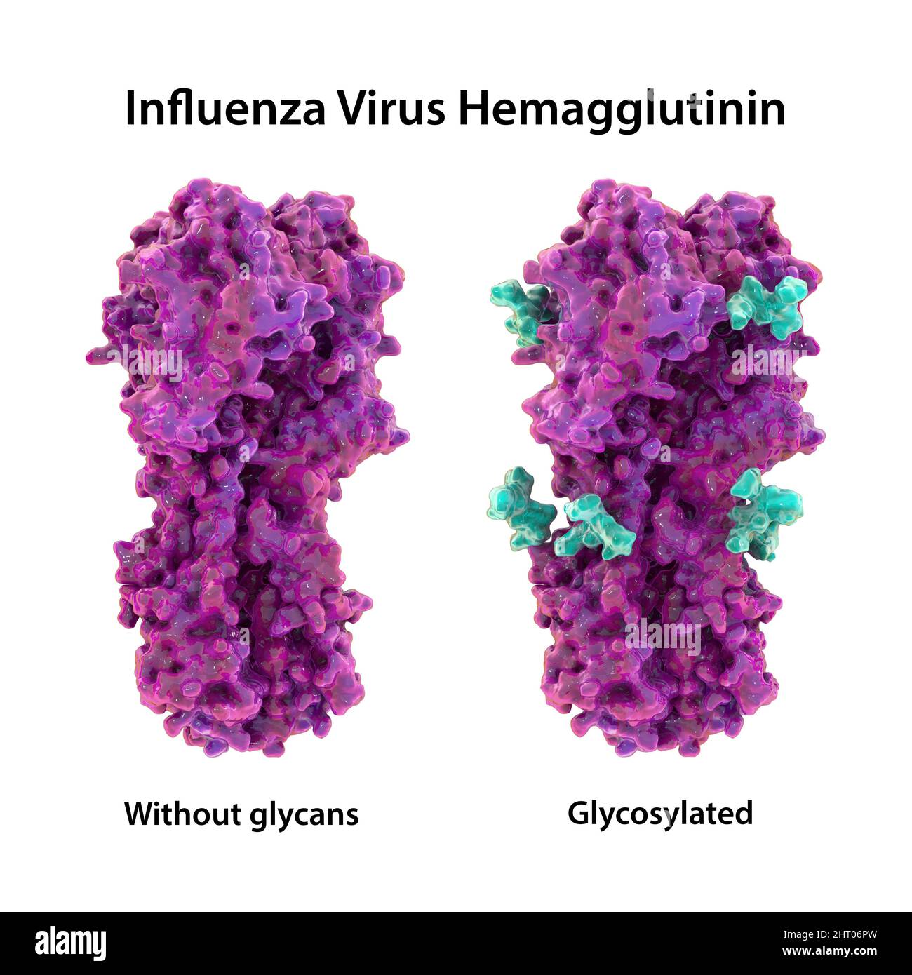 Emoagglutinina del virus influenzale H7N9 2013, illustrazione Foto Stock
