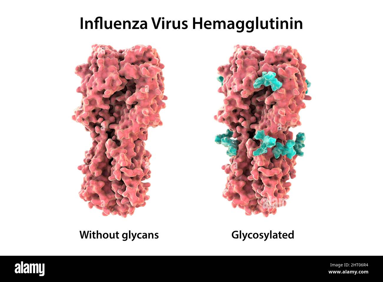 Emoagglutinina del virus influenzale H7N9 2013, illustrazione Foto Stock