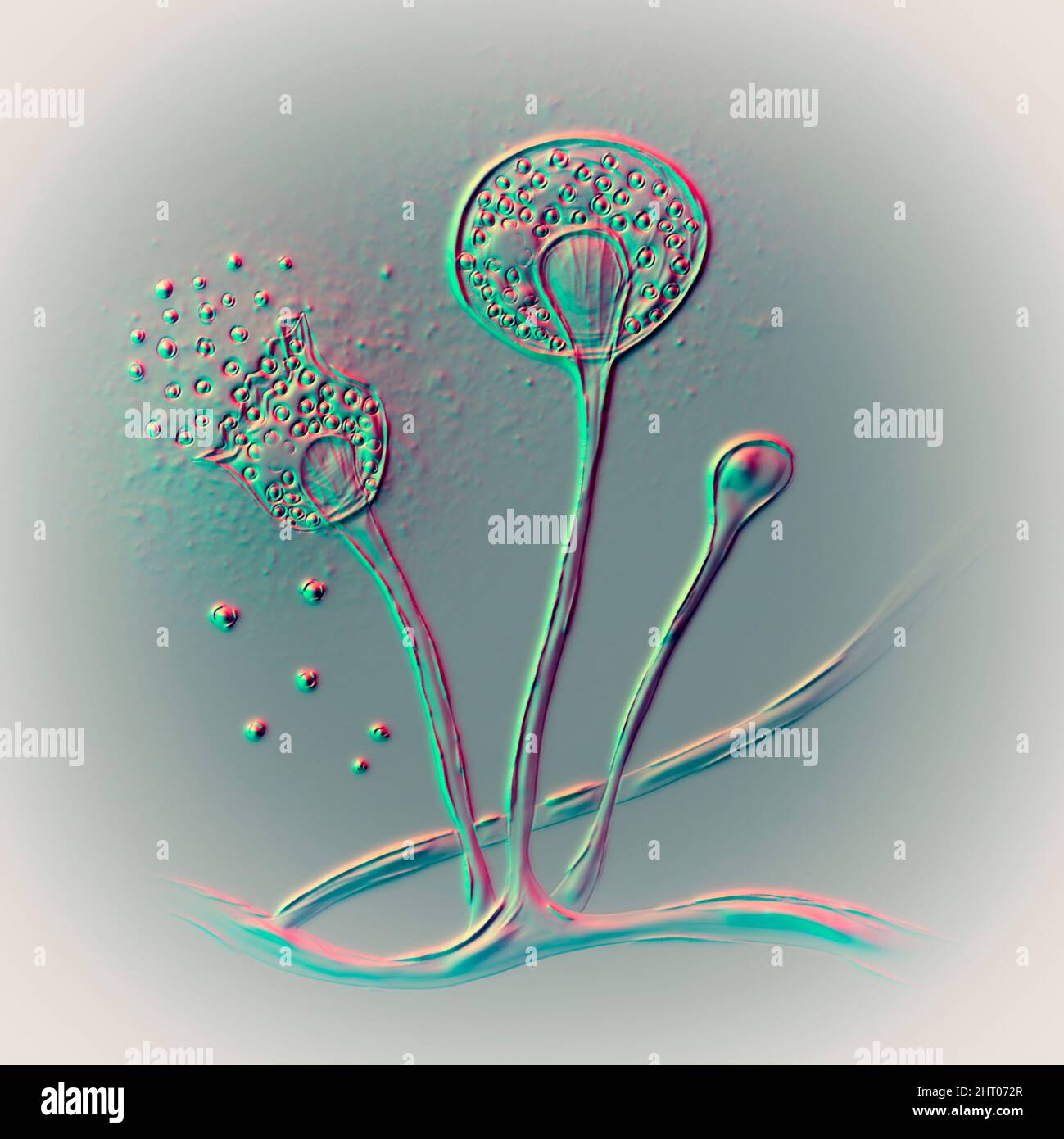 Stampo Mucor, illustrazione Foto Stock