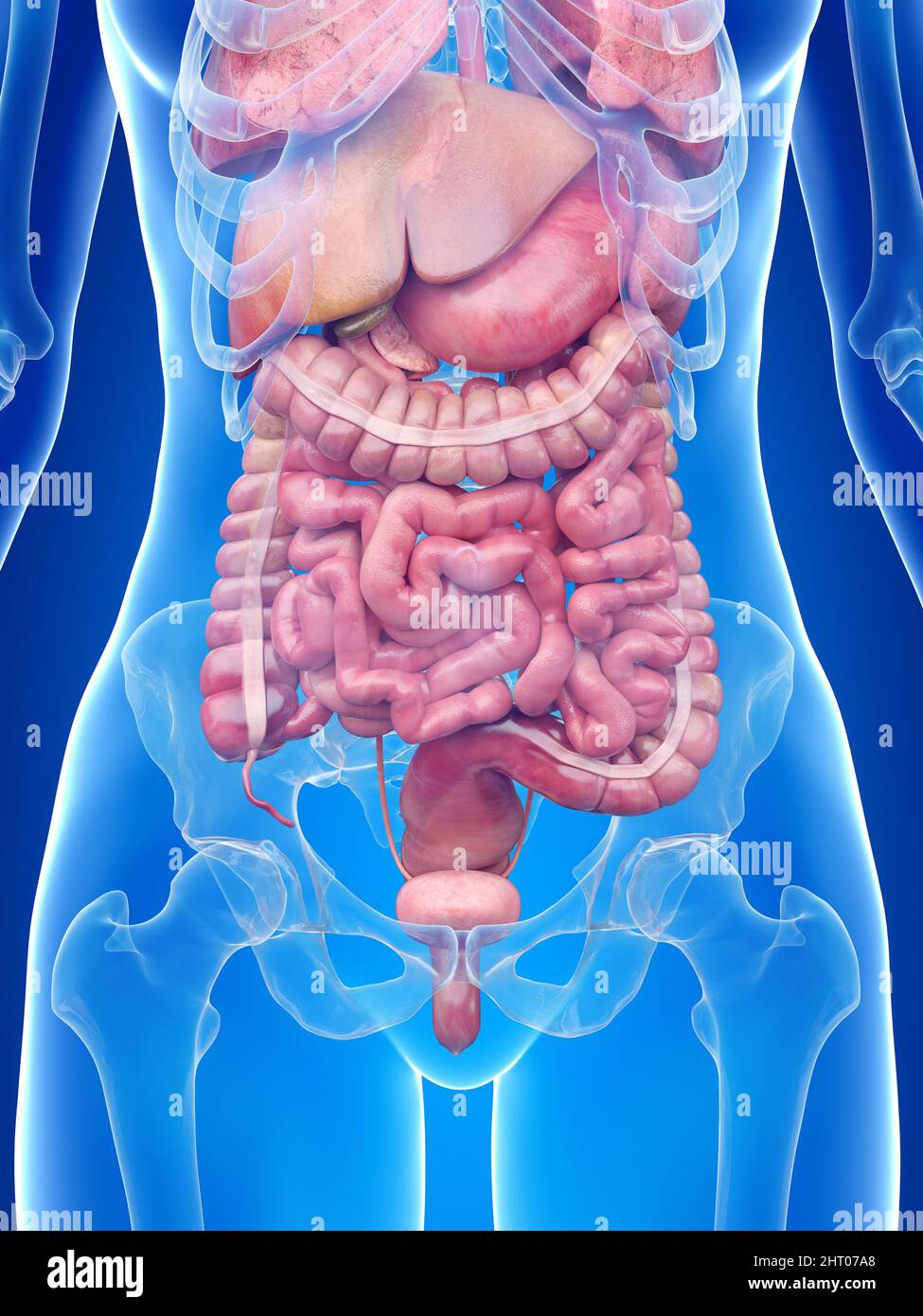 Umano degli organi addominali, illustrazione Foto stock - Alamy