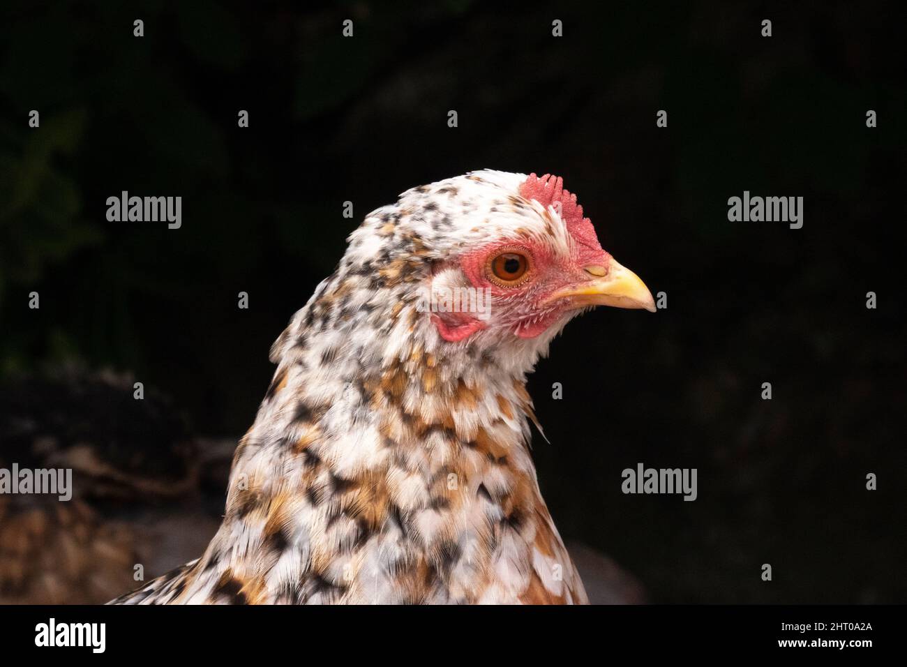 Ritratto di una gallina a motivi arancioni, marroni, bianchi e neri Foto Stock