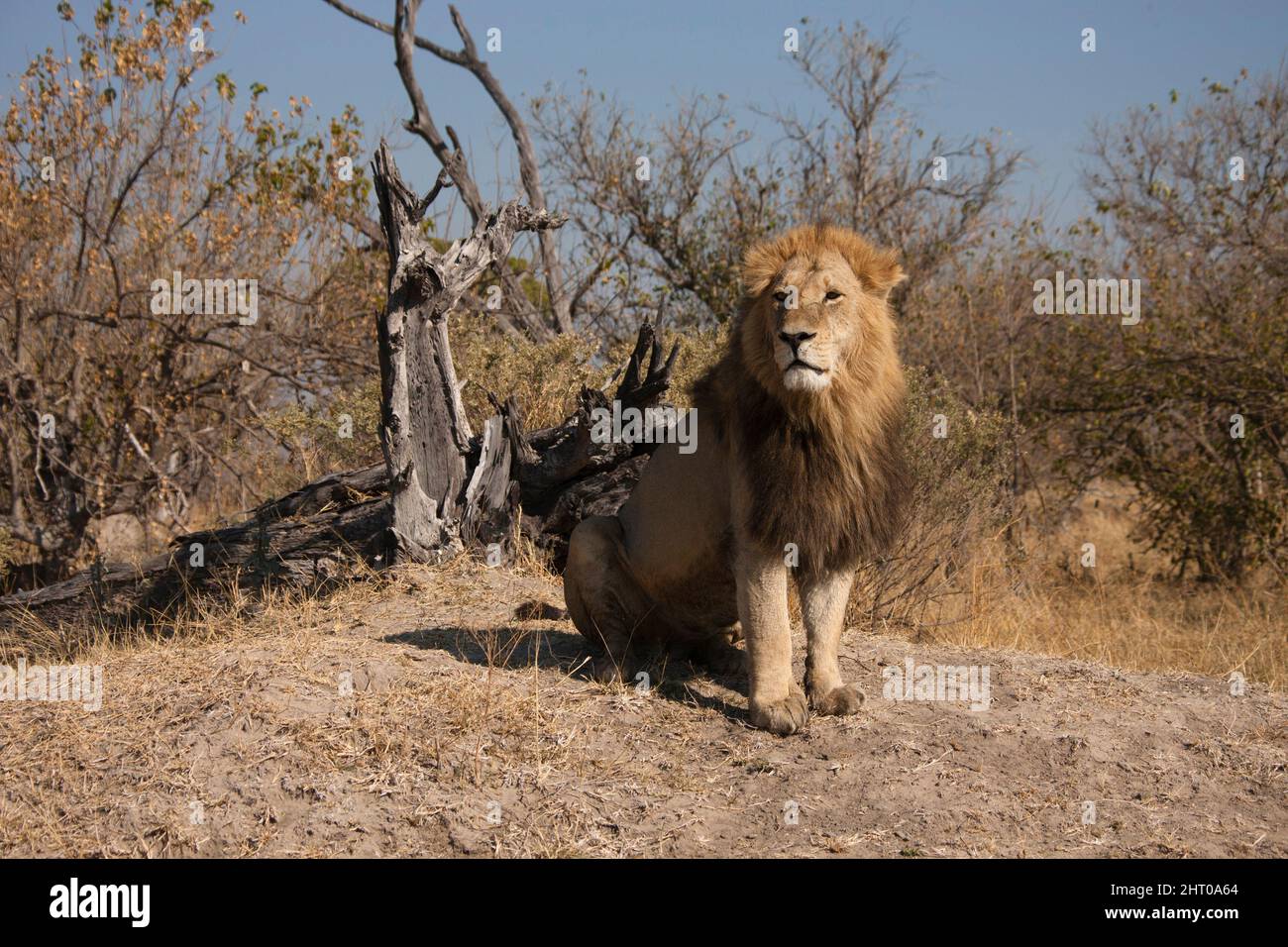 Leone africano (Panthera leo), maschio nero. Riserva di Moremi, Botswana Foto Stock