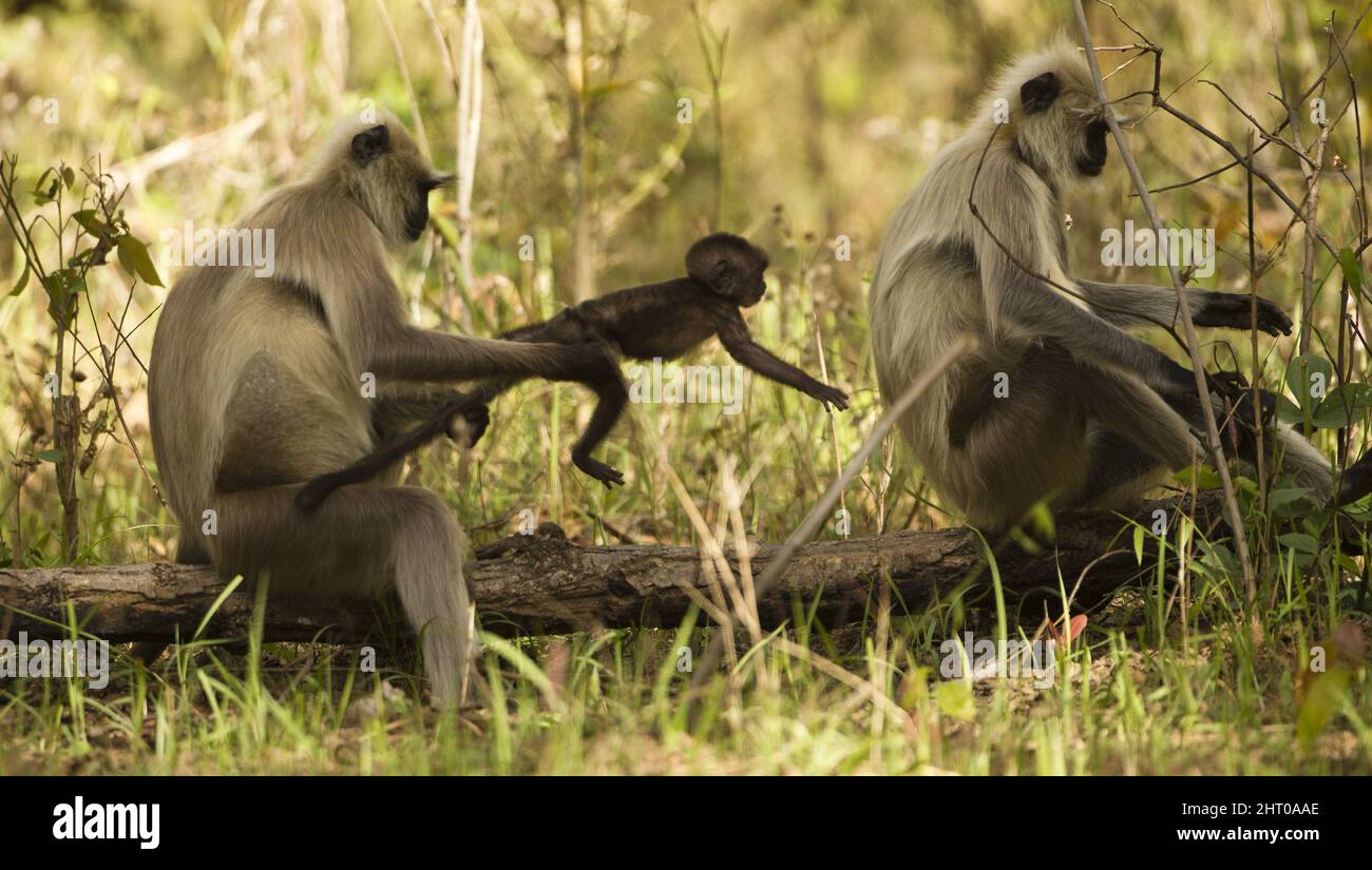 Pianure settentrionali languri grigi (Semnopithecus entellus) due languri seduti vicino su un arto albero in una sessione di grooming. Parco Nazionale di Kanha, Madhya Prad Foto Stock