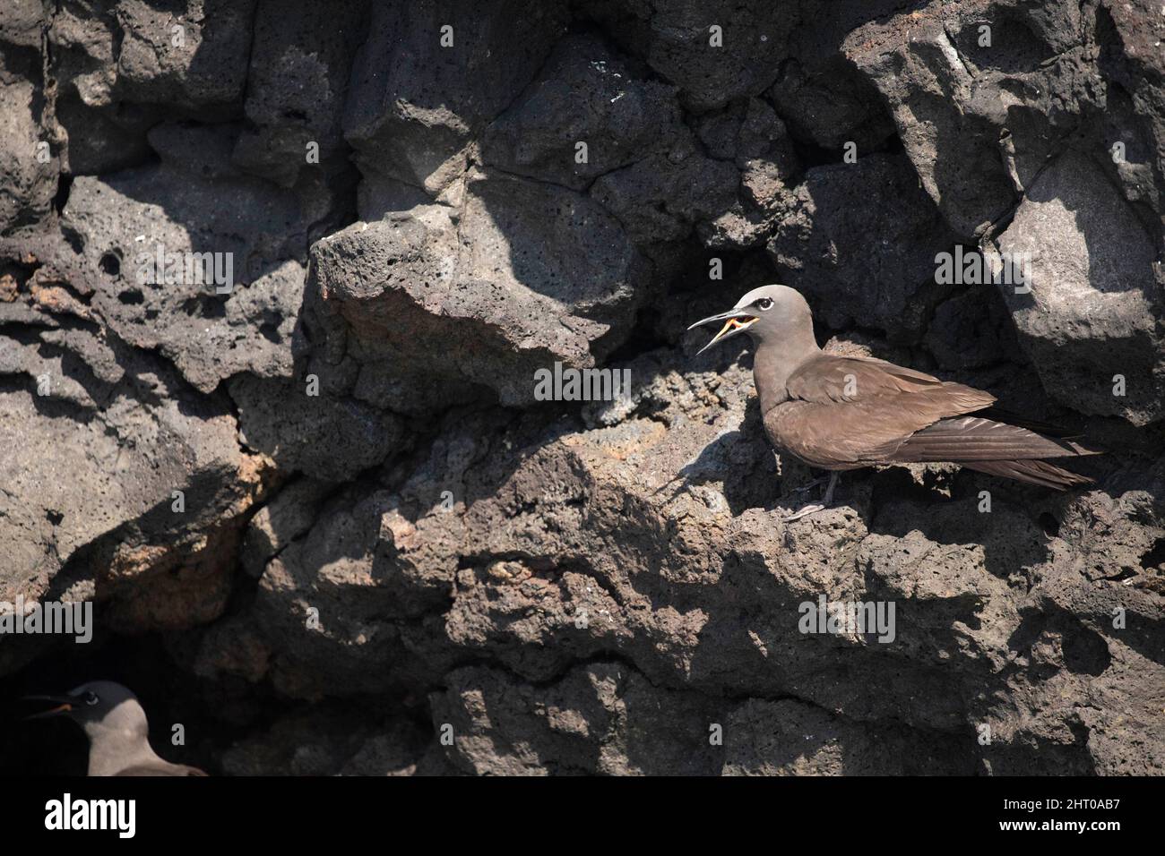 Noddy comune (stolidus anous) nidificazione. Isole Galapagos, Ecuador Foto Stock