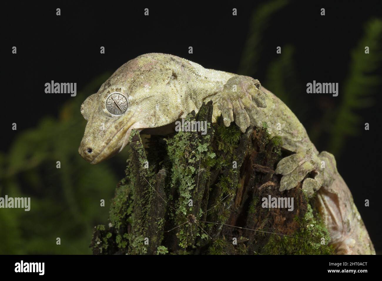 Nuovo gecko gigante Caledonia (Rhacodactylus leachianus) che si drappeggia su un ceppo di albero. È il gecko più lungo, fino a 36 cm di lunghezza. Origine: Nuova Caledoni Foto Stock