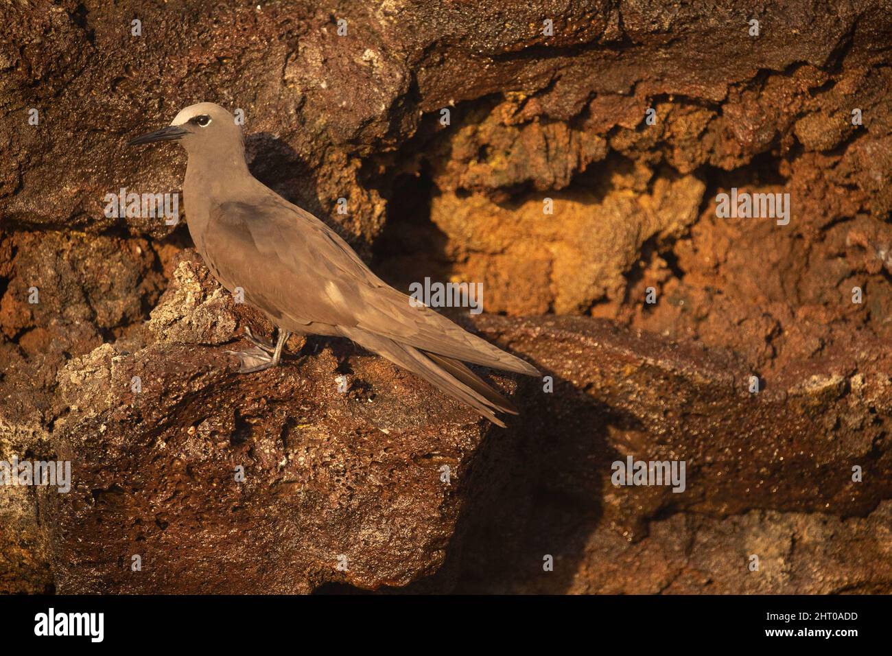Noddy comune (stolidus anous) singolo uccello su terreno fessurato. Isole Galapagos, Ecuador Foto Stock