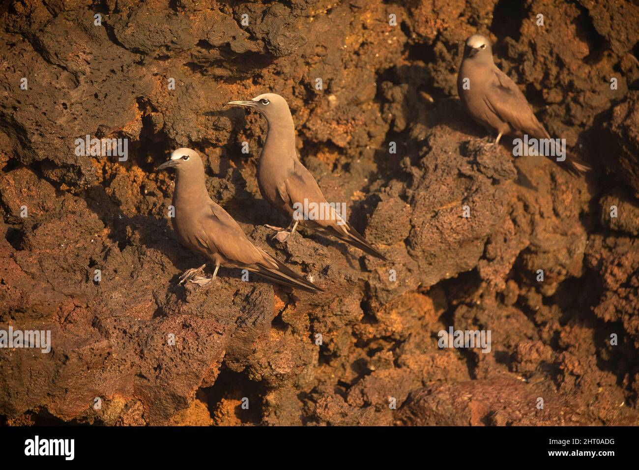 Trio noddy comune (stolidus anous). Isole Galapagos, Ecuador Foto Stock
