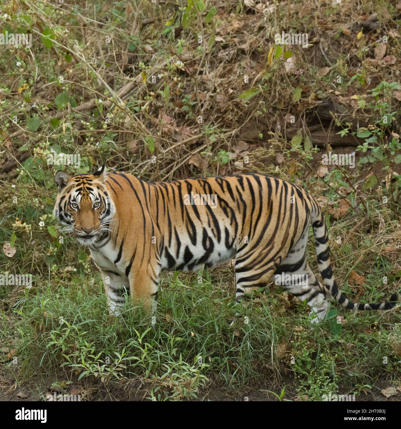 Tigre bengala (Panthera tigris tigris), in piedi, pigro. Parco Nazionale di Kanha, Madhya Pradesh, India Foto Stock