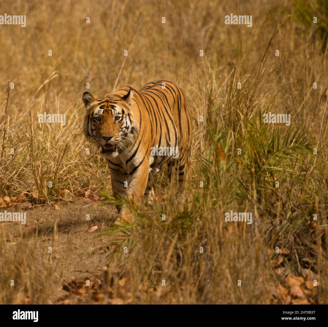 Tigre bengala (Panthera tigris tigris), camminando in erba secca. Parco Nazionale di Kanha, Madhya Pradesh, India Foto Stock