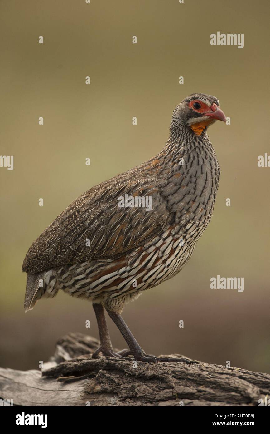 Rosso sputando cobra (Naja pallida) che si alza ma il cappuccio non sollevato in modalità attacco. Il veleno che spruzza può causare dolore acuto e cecità ma io Foto Stock