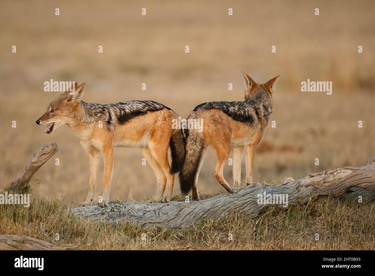 Jackals con retro nero (Canis mesomelas), due, indietro. Parco Nazionale di Chobe, Botswana Foto Stock