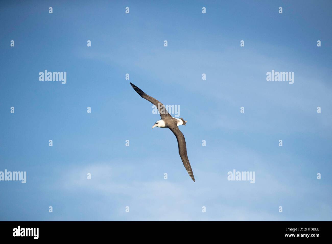 Laysan albatross (Phoebastria immutabilis) che scivola. L'apertura alare è in media di circa 2 m. Oahu, Hawaii, Stati Uniti Foto Stock