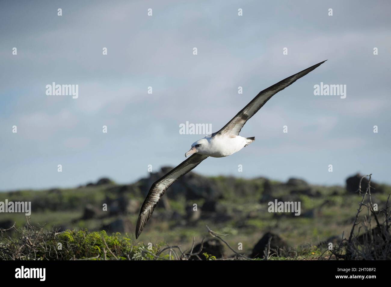 Laysan albatross (Phoebastria immutabilis) che scivola. L'apertura alare è in media di circa 2 m. Oahu, Hawaii, Stati Uniti Foto Stock