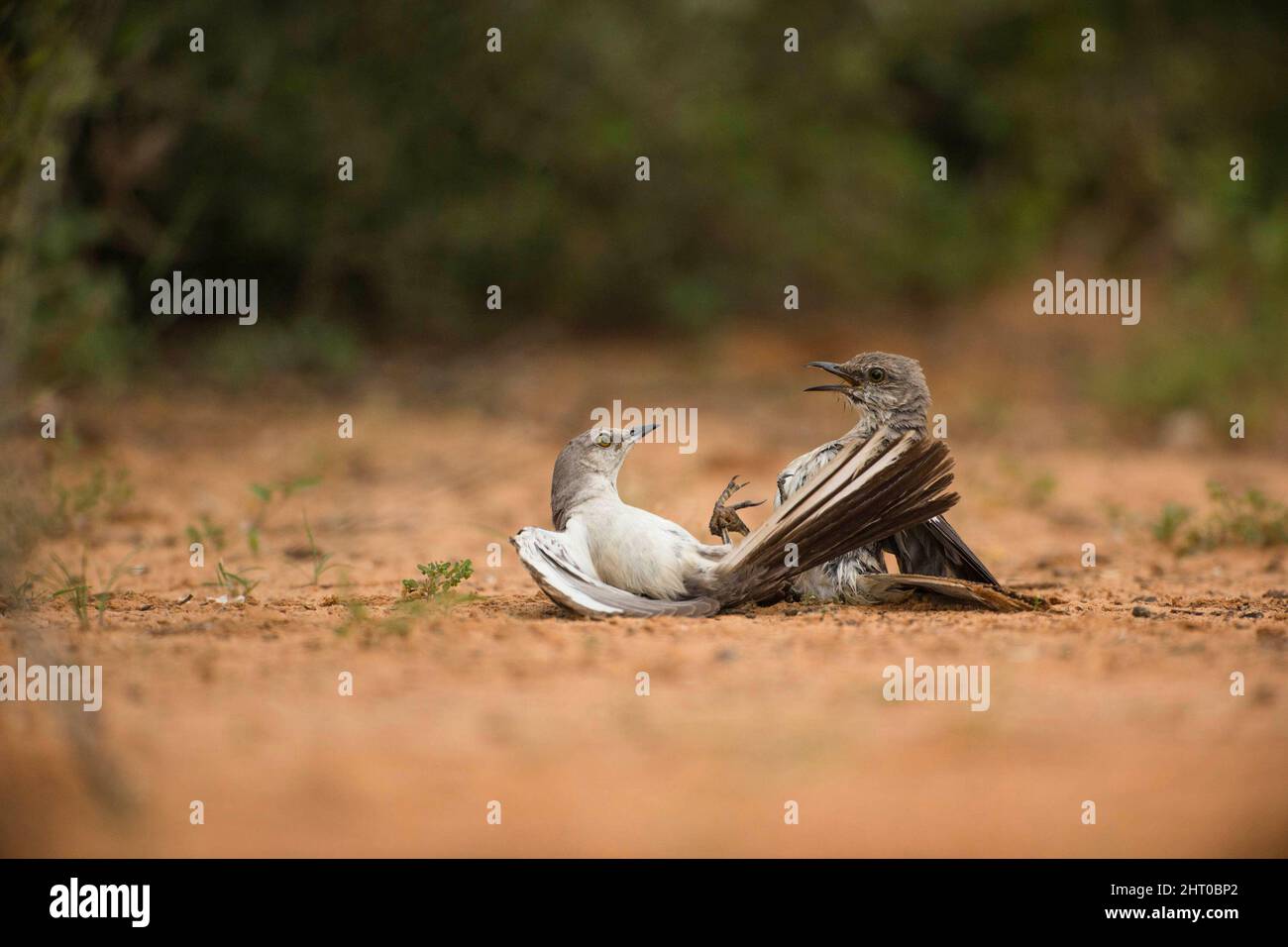 mockingbird settentrionale (Mimus poliglottos) combatte in coppia. Rio Grande Valley, Texas meridionale, Stati Uniti Foto Stock