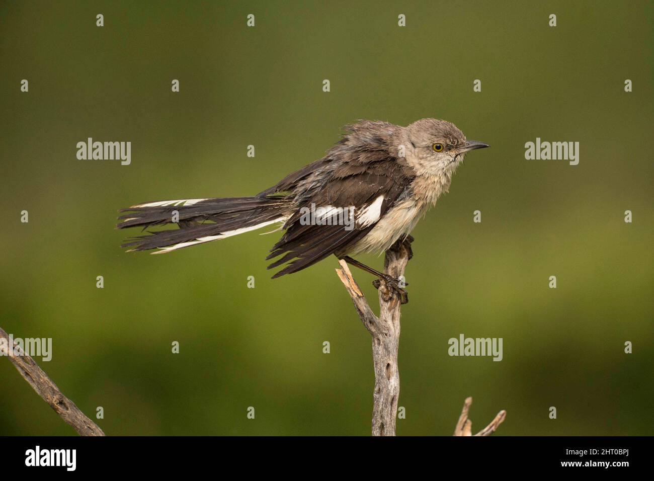 Preparazione del mockingbird settentrionale (Mimus poliglottos). Rio Grande Valley, Texas meridionale, Stati Uniti Foto Stock