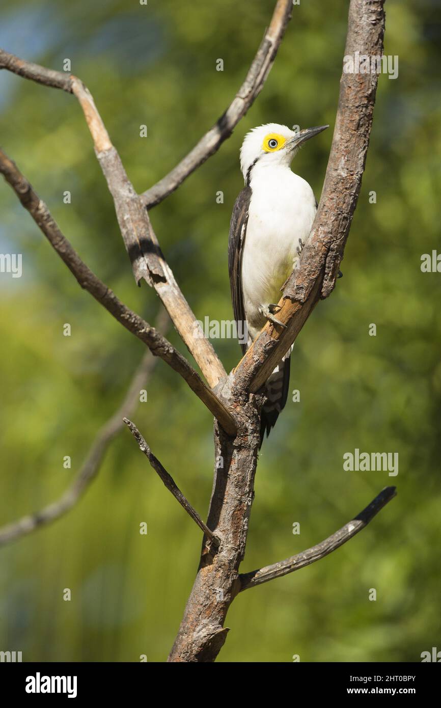 Picchio bianco (Melanerpes candidus) in un albero sottile. Stato di Piaui, Brasile Foto Stock