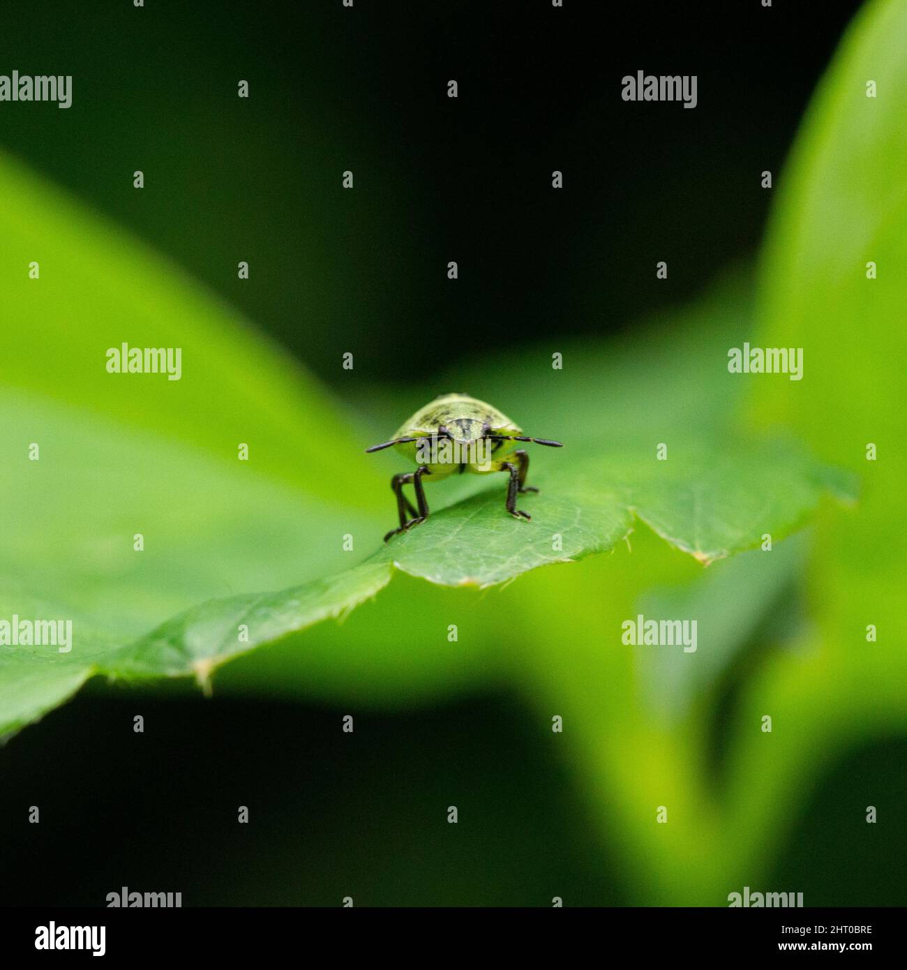 Verde stink bug giovanile larva coleotteri insetti macro fotografia Foto Stock