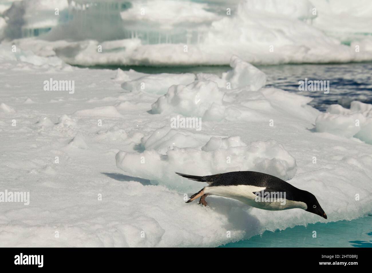 Adelie pinguino (Pygoscelis adeliae) tuffarsi in mare. Brown Bluff, Penisola Tabarin, Antartide settentrionale Foto Stock
